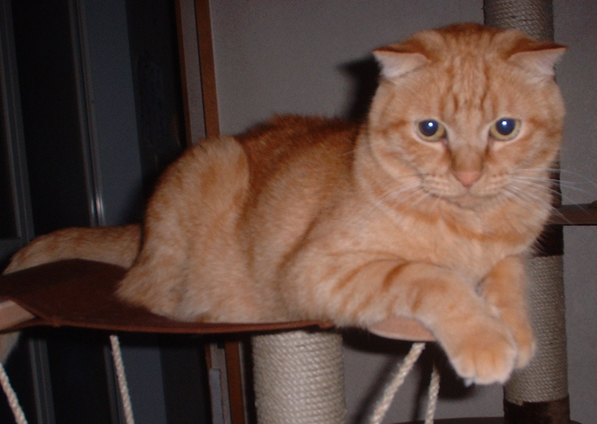 Scottish Fold Cats: A Practical Health Guide for Gilroy Owners